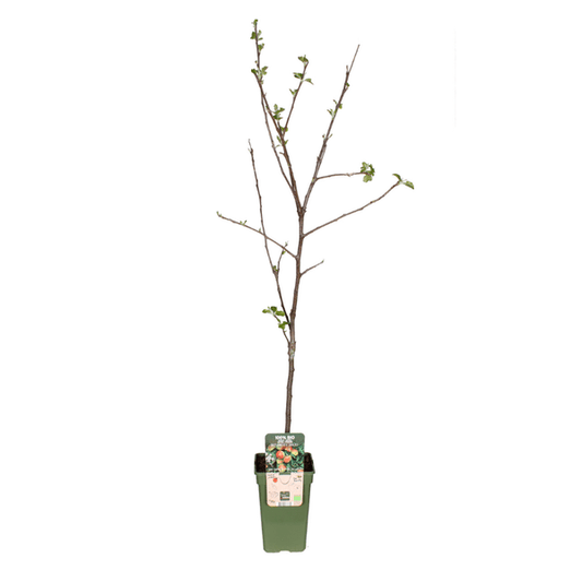 Apfelbaum Jonagold – Winterapfel – Malus Domestica – Ø19cm – 60cm hoch – Obstbaum für Garten & Balkon – Winterhart & Fruchttragend