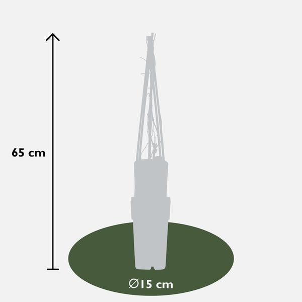 Wilder Wein - Parthenocissus q. var. 'Engelmannii' - Ø15cm - ↕65cm