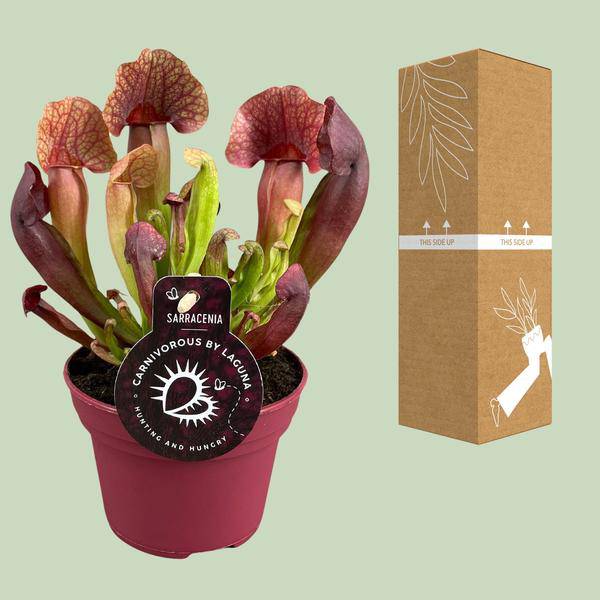 Sarracenia Catesbaei – Fleischfressende Zimmerpflanze – Ø12cm Topf – 23cm Höhe – Pflegeleicht & Dekorativ
