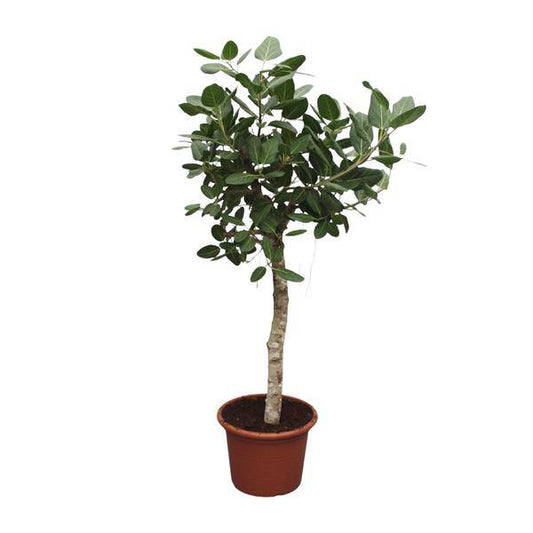 Banyan-Feige Ficus Benghalensis – 200cm hoch – Ø50cm – Exklusive Zimmerpflanze mit großen glänzenden Blättern – Pflegeleicht & robust – Für Wohnzimmer, Büro & Innenräume