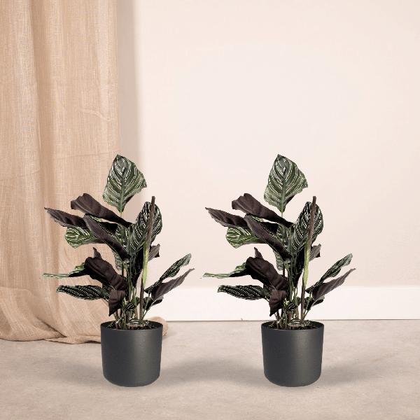 Pfauenpflanze - Calathea Ornata - Zimmerpflanze - 50cm - ø14cm - 2 Stück