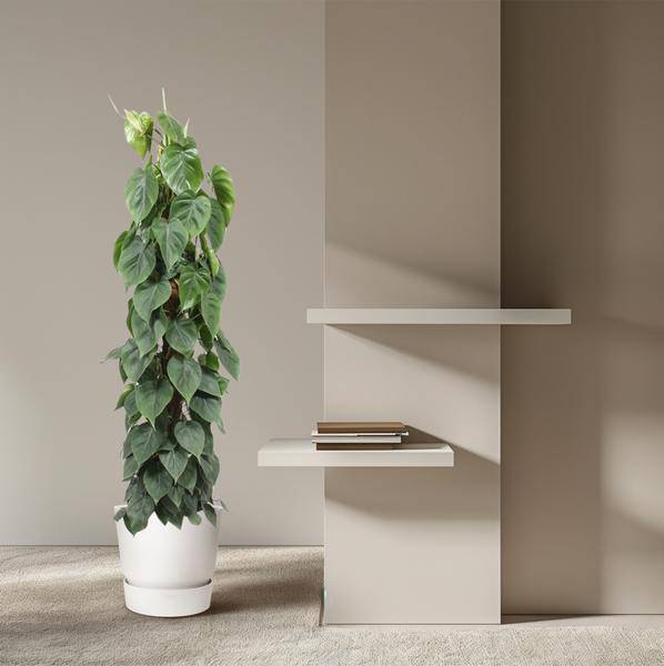 Baumfreund - Philodendron Scandens - Moosstock - Zimmerpflanze - 150cm - ø27cm