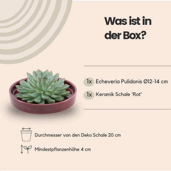 Sukkulente - Echeveria Pulidonis in Schale 'Rot' Ø20cm - ↕5cm