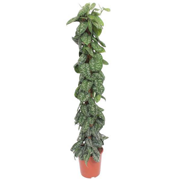 Gefleckte Efeutute - Scindapsus Pictus Trebie - Moosstock - Zimmerpflanze - 160cm - ø27cm