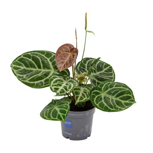 Flamingoblume - Anthurium Kristall-Hybride - Zimmerpflanze - Ø17cm - ↕40cm