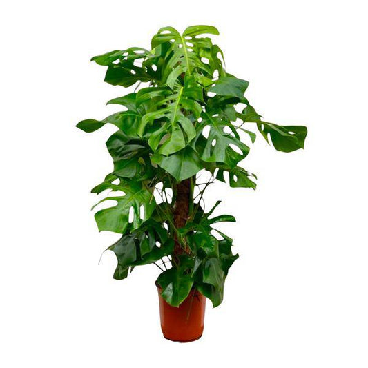 Monstera Deliciosa – Köstliches Fensterblatt – Zimmerpflanze 150cm – Ø27cm – Tropische XXL-Pflanze mit großen grünen Blättern – Dekorative Kübelpflanze für Wohnzimmer & Büro – Pflegeleicht