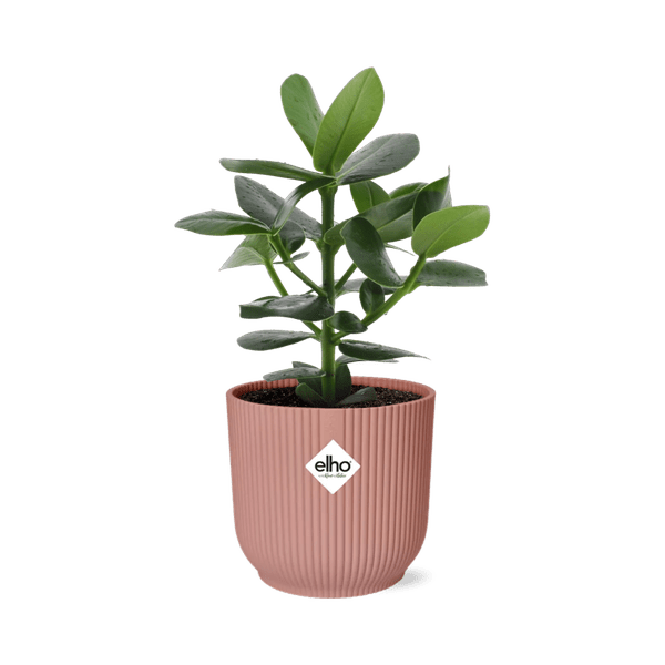 Balsamapfel Clusia Princess – Autogrammbaum – Zimmerpflanze inkl. Ziertopf Vibes Fold Rosa Ø14cm – Dekorative Grünpflanze mit dicken Blättern – Pflegeleicht & luftreinigend – Für Wohnzimmer & Büro