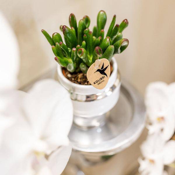 Rhipsalis 2er-Set in silbernen Le Chic Keramiktöpfen – Ø9 cm – Stilvolle Zimmerpflanzen – Pflegeleichte Kakteen im eleganten Design – Perfekt für Zuhause & Büro