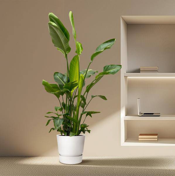 Strelitzia Nicolai – Baumstrelitzie – Zimmerpflanze 250cm – Ø40cm – Weißer Paradiesvogel mit großen grünen Blättern – Exotische tropische Kübelpflanze – Für helle Innenräume & geschützte Außenbereiche