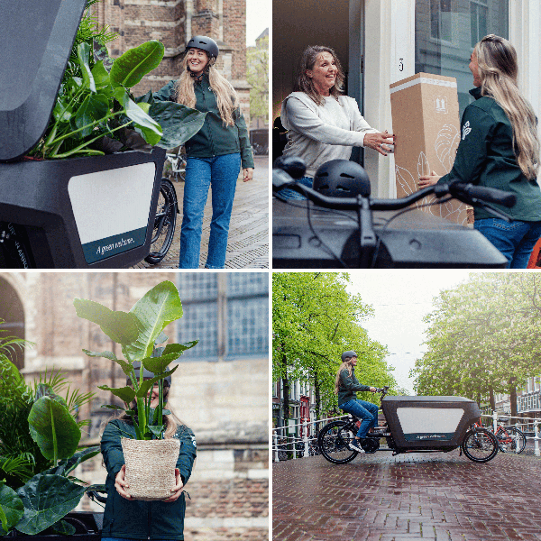 Überraschungsbox Zimmerpflanzen – 5 grüne Pflanzen Ø12cm , ca. 25cm hoch – Vielfältige Blatt- und Blütenpracht – Ideal für Zuhause & Büro