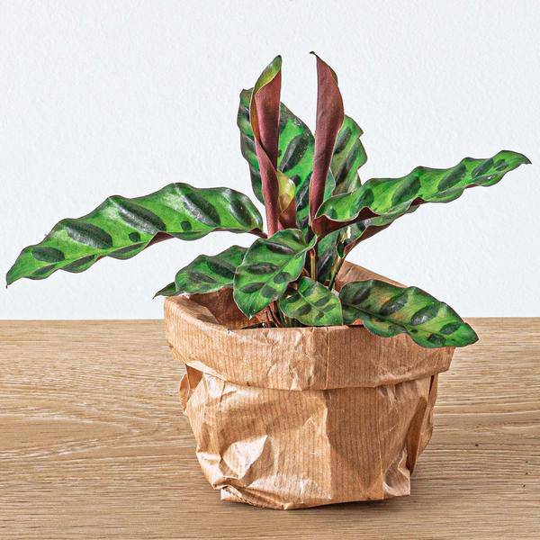 Pfauenpflanze Calathea Lancifolia – Terrarienpflanze Ø6cm – Exotische Zimmerpflanze mit langgezogenen, gemusterten Blättern