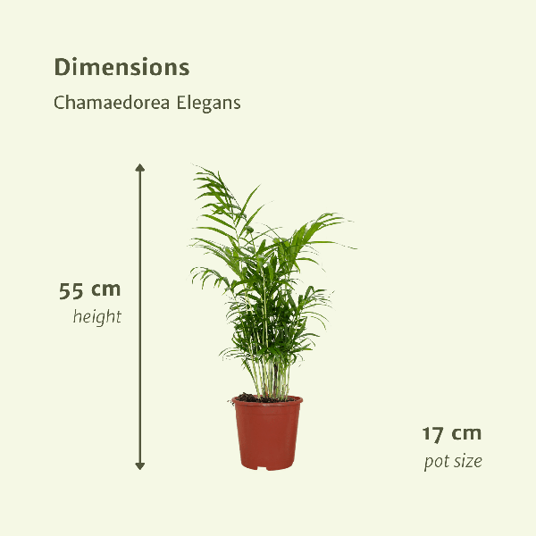 Mexikanische Bergpalme - Chamaedorea Elegans - Zimmerpflanze - Ø17cm - ↕55cm - 2 Stück
