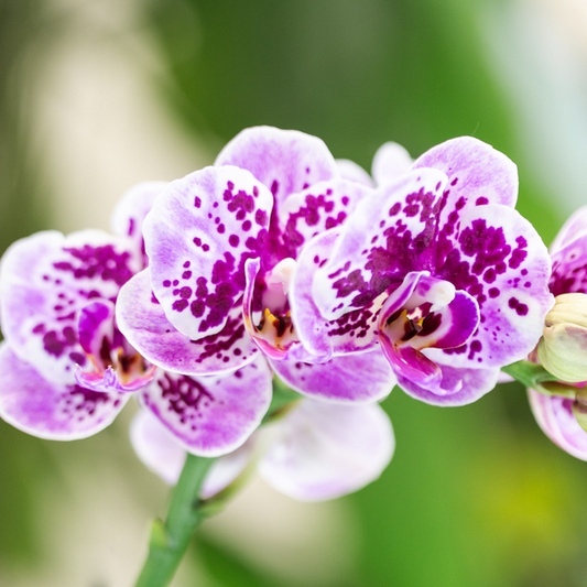Phalaenopsis Orchidee Rosa Lilac Diamond-Linie – Zimmerpflanze – Ø9cm – Einzigartige Muster