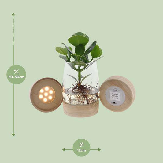 Clusia In Kingston Glas + LED - Ø12cm - ↕30cm