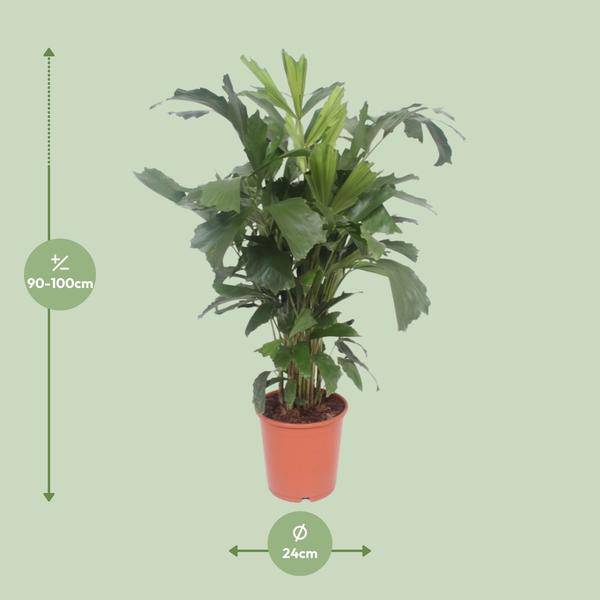 Fischschwanzpalme - Caryota Mitis - Zimmerpflanze - Ø24cm - ↕110cm