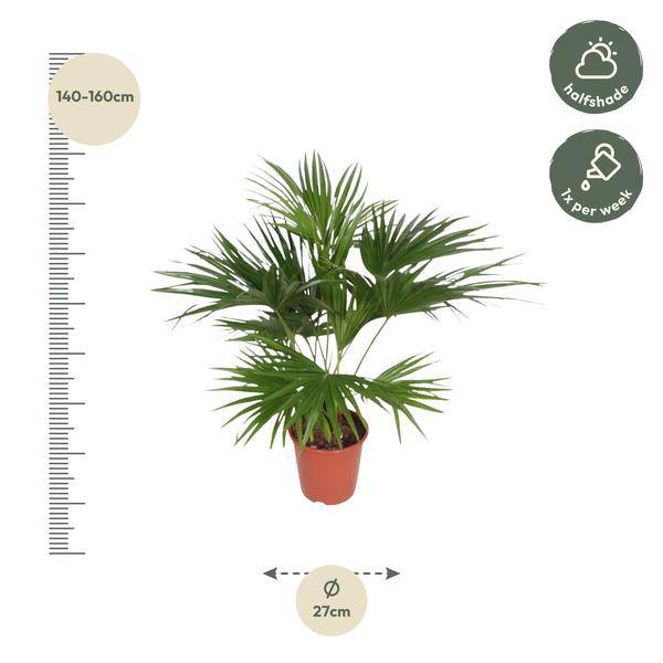 Chinesische Schirmpalme - Livistona Chinensis - Zimmerpflanze - 170cm - ø27cm
