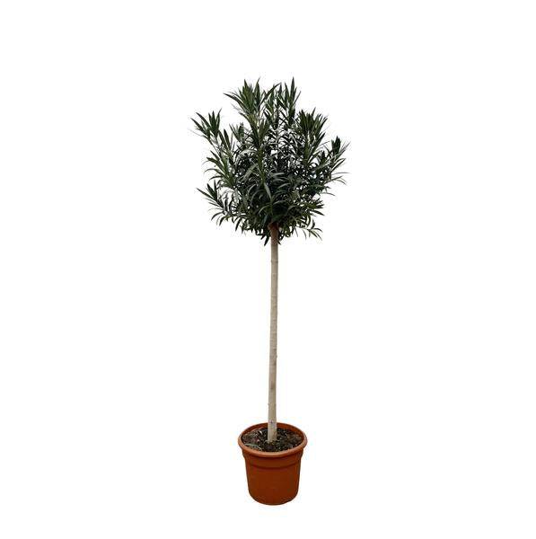 Rosenlorbeer – Nerium Oleander auf Stiel mit roter Blüte 170cm – Ø40cm – Mediterrane Kübelpflanze – Immergrüne Zierpflanze für Garten, Terrasse & Balkon – Pflegeleicht