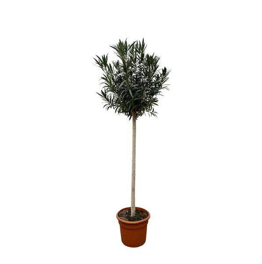 Rosenlorbeer – Nerium Oleander auf Stiel mit roter Blüte 170cm – Ø40cm – Mediterrane Kübelpflanze – Immergrüne Zierpflanze für Garten, Terrasse & Balkon – Pflegeleicht