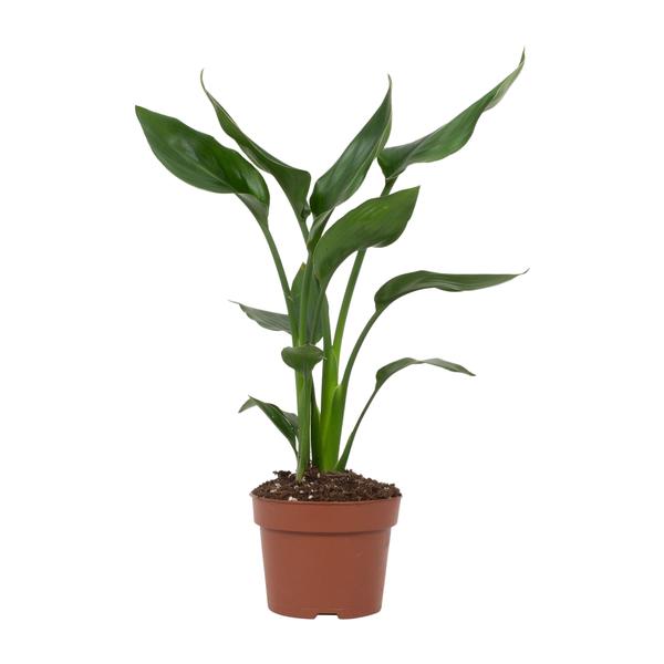 Strelitzia Reginae - Paradiesvogelblume - Zimmerpflanze - Ø12cm - ↕35cm