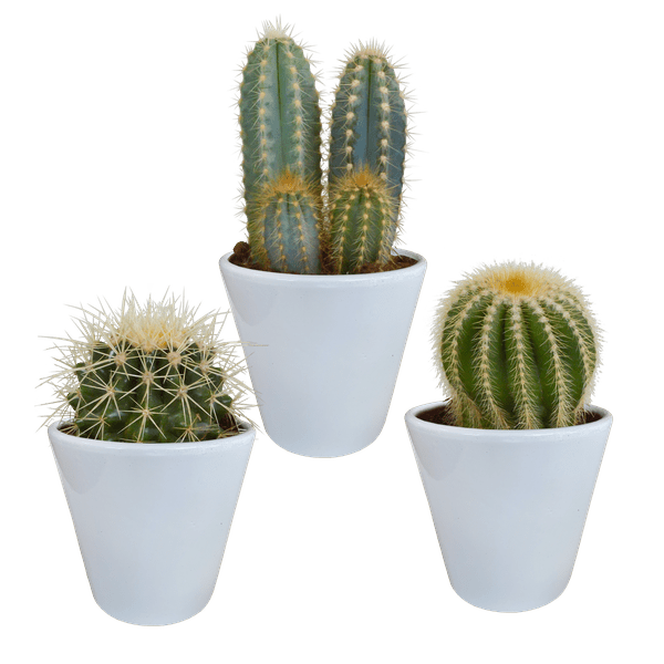 Kakteen Mix - Zimmerpflanze - 8,5 cm - 3 Stück + Topf