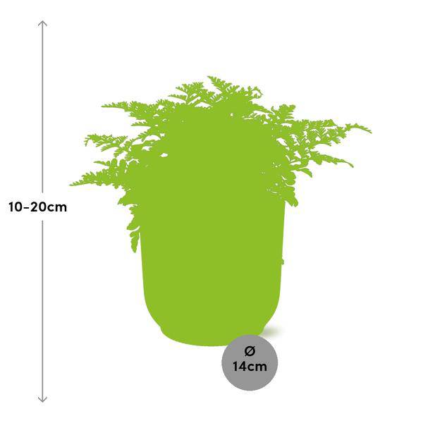 Nestfarn Asplenium Parvati – Zimmerpflanze inkl. Ziertopf Vibes Fold Gelb Ø14cm – Pflegeleichte luftreinigende Farnpflanze – Für Wohnzimmer, Schlafzimmer & Büro