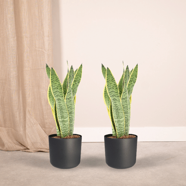 Bogenhanf - Sansevieria Laurentii - Frauenzunge - 40cm - ø14cm - 2 Stück
