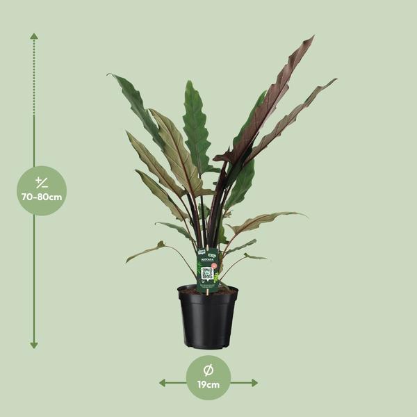 Elefantenohr – Alocasia Lauterbachiana – Zimmerpflanze – Ø19cm – ↕80cm - Exotische Pflanze mit gezackten Blättern – Blickfang für Wohnzimmer & Büro