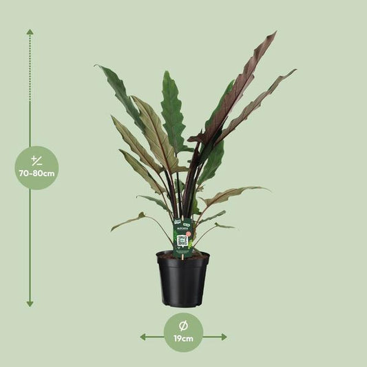 Elefantenohr – Alocasia Lauterbachiana – Zimmerpflanze – Ø19cm – ↕80cm - Exotische Pflanze mit gezackten Blättern – Blickfang für Wohnzimmer & Büro