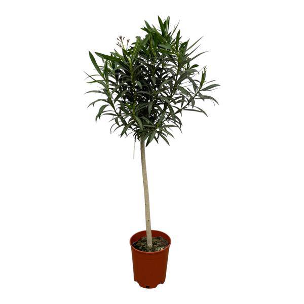 Nerium Oleander auf Stiel mit roter Blüte - Rosenlorbeer - ↕190 cm - Ø31cm