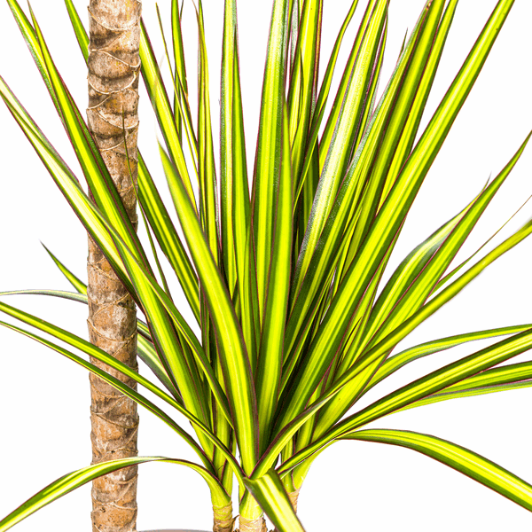 Dracaena Marginata Sonnenstrahl Ø19cm - ↕80-100cm