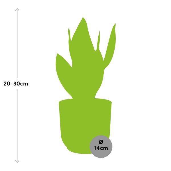 Bogenhanf Sansevieria Futura Superba – Schwiegermutterzunge Zimmerpflanze inkl. Ziertopf Vibes Fold Rosa Ø14cm – Pflegeleicht & luftreinigend – Für Schlafzimmer, Wohnzimmer & Büro