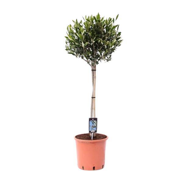 Olivenbaum - Olea Olijf - Zimmerpflanze - Ø22cm - ↕100cm