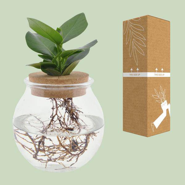 Clusia in Kugelglas + Schnappkorken - Ø12cm - ↕30cm