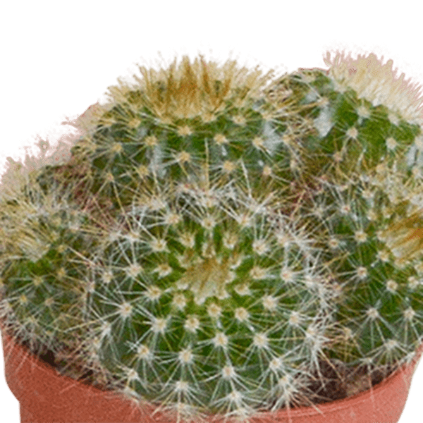 Kakteen - Mix - 5,5 cm - 5 Stück