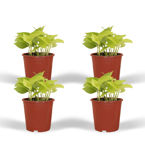 Efeutute - Epipremnum Golden Pothos Scindapsus - Zimmerpflanze - Ø12cm - ↕15cm - 4 Stück