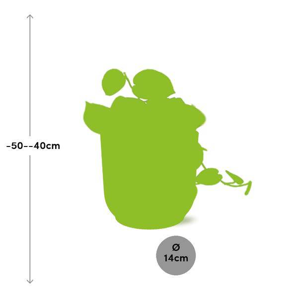 Efeutute - Scindapsus Pictus 'Argyraeus' - Zimmerpflanze + Topf Vibes Falten 14cm Gelb