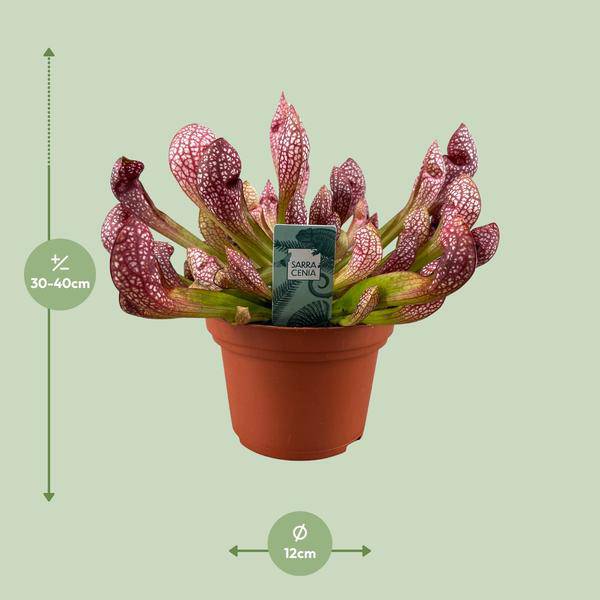 Schlauchpflanze - Sarracenia Scarlet Belle - Zimmerpflanze - Ø12cm - ↕40cm