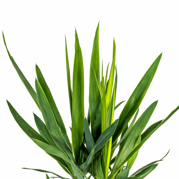 Yucca Elephantipes – Riesen-Palmlilie – Zimmerpflanze Ø19cm ↕70-90cm – Robust & pflegeleicht – Exotisch & dekorativ