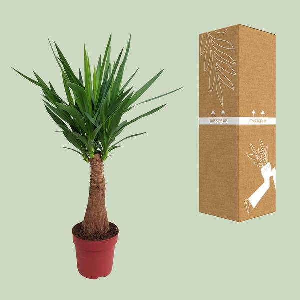 Palmlilie - Yucca - Maya-Baum - mehrstielig - Zimmerpflanze - Ø21cm - ↕100cm
