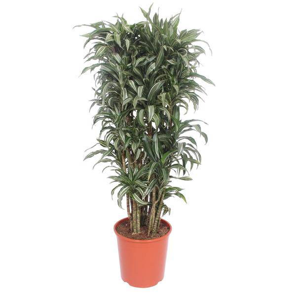 Drachenbaum - Dracaena Warneckei compacta - Zimmerpflanze - 150cm - ø30cm
