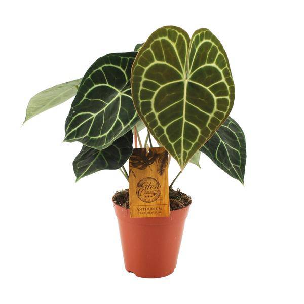 Herzblattblume - Anthurium Clarinervium - Zimmerpflanze - Ø15cm - ↕25cm