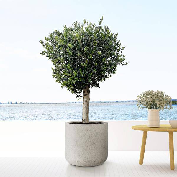 Topf Jumbo Charlie Beige Washed – XXS – D53cm x H52cm – Dekorativer Pflanztopf im Naturlook – Für große Zimmerpflanzen & Outdoor – Modern & rustikal