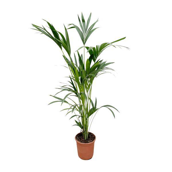 Kentia-Palme – Howea forsteriana – Zimmerpflanze – 160cm – Ø24cm – elegante Grünpflanze für Wohnzimmer, Büro & Wintergarten – pflegeleichte Palme