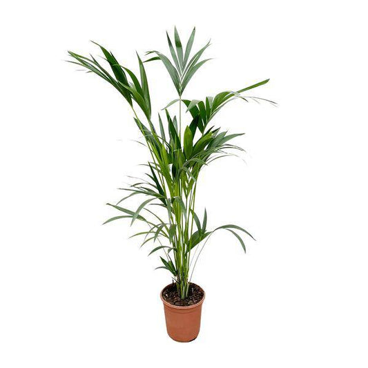 Kentia-Palme – Howea forsteriana – Zimmerpflanze – 160cm – Ø24cm – elegante Grünpflanze für Wohnzimmer, Büro & Wintergarten – pflegeleichte Palme
