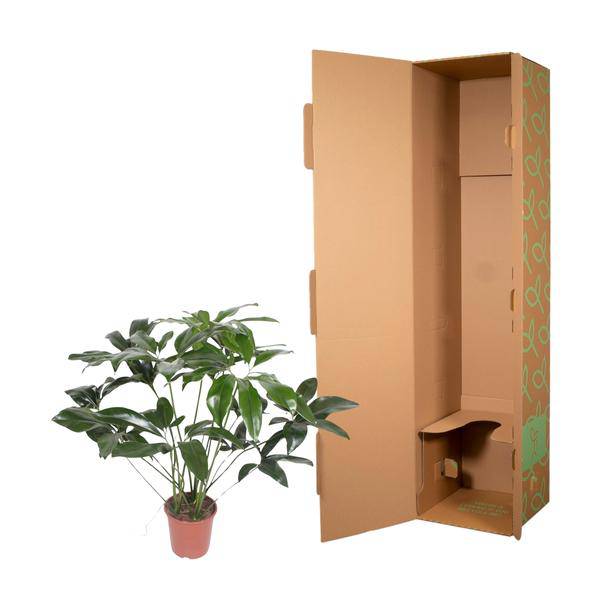 Baumfreund - Philodendron Green Wonder - Zimmerpflanze - 120cm - ø27cm
