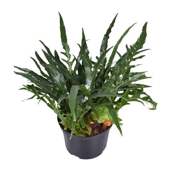 Schlangenhautfarn Aglaomorpha coronans – Zimmerpflanze – Ø23cm – ca. 60cm hoch – Santa Rosa Farn mit gewölbten Wedeln – Pflegeleicht & luftreinigend – Für halbschattige Innenräume