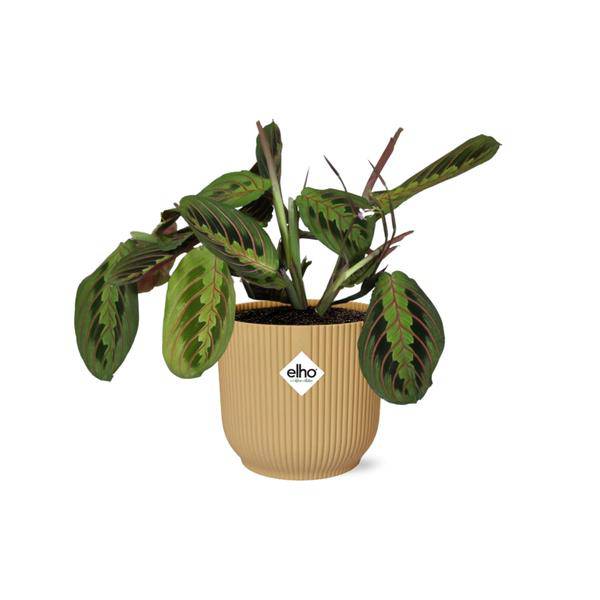 Pfeilwurz - Maranta Leuconeura 'Fascinator' Tricolor - Zimmerpflanze + Topf Vibes Fold 14cm Gelb