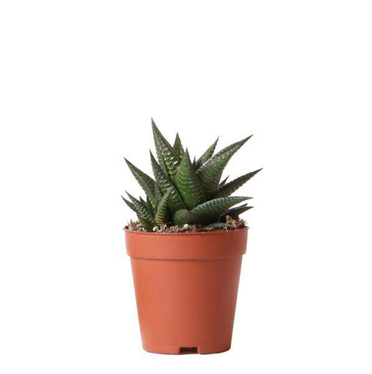 Sukkulente Haworthia Limifolia – Dreieckige Grüne Zimmerpflanze – Ø9cm – Pflegeleicht & Robust – Perfekt für helle Standorte ohne direkte Sonne