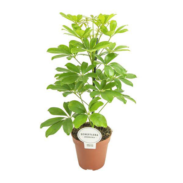 Strahlenaralie - Schefflera Nora - Zimmerpflanze - Ø13cm - ↕45cm
