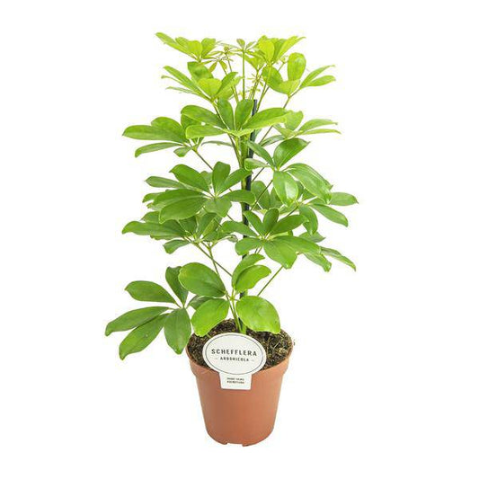 Strahlenaralie - Schefflera Nora - Zimmerpflanze - Ø13cm - ↕45cm